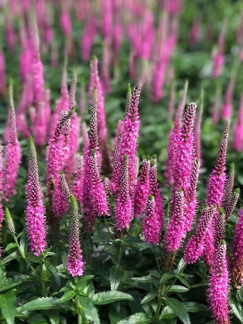 Pink Potion is a compact upright Veronica with bright pink flower spikes. Standing 16 inches tall, over half the plant’s height comes from the beautiful blooms. If you are looking for a plant that attracts bees, hummingbirds, and butterflies, this is a great plant to add to your garden! Pink Potion, Magic Show, The Plant, Beautiful Blooms, Hummingbirds, Pink Flower, Bright Pink, Butterflies, Pink