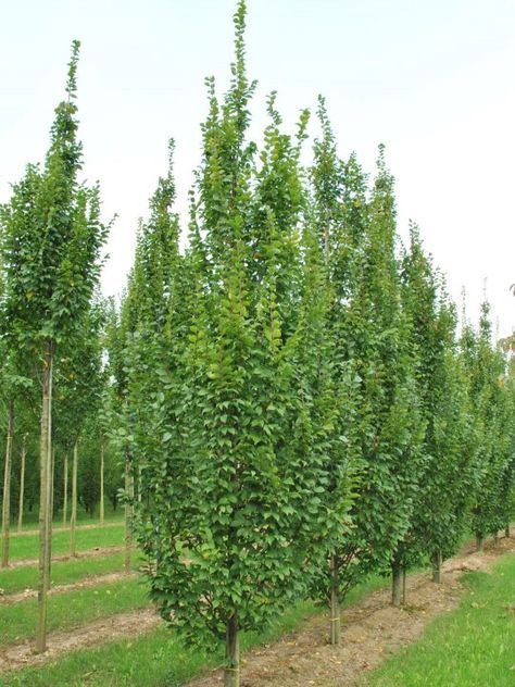 Carpinus betulus 'Lucas' | Carpinus betulus 'Lucas' - Van den Berk Nurseries European Hornbeam, Privacy Landscaping Backyard, Carpinus Betulus, Espalier Fruit Trees, Street Trees, Specimen Trees, Sandy Soil, Clay Soil, Deciduous Trees