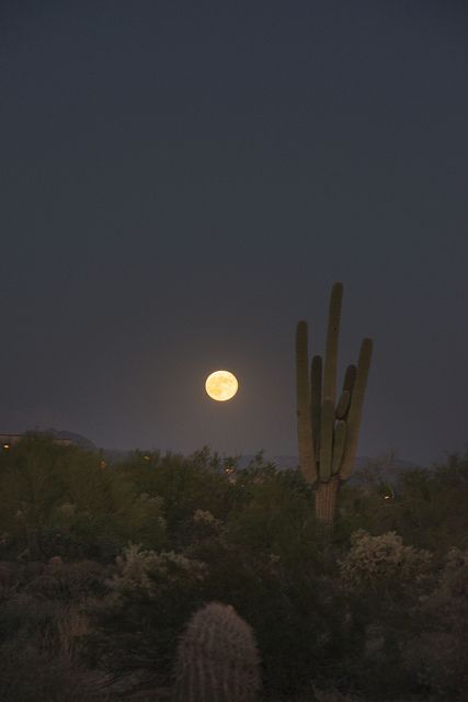 cactus moon | Flickr Desert Dweller, Desert Aesthetic, Porch Light, Desert Dream, The Moon Is Beautiful, Welcome To Night Vale, Moon Pictures, Moon Photography, Beautiful Moon