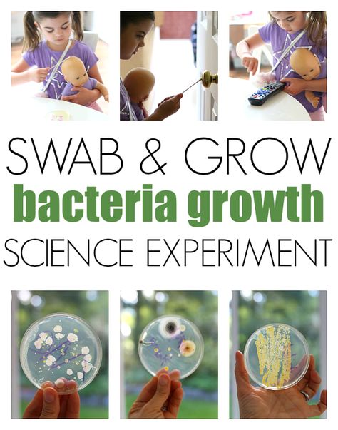 Super cool bacteria growth experiment kids will love! Use this affordable kit to see how dirty things in your house really are! Gail Gibbons, Science Kits For Kids, Stem Challenge, Kid Experiments, Science Projects For Kids, Shining Light, Science Activities For Kids, Fair Projects, Kindergarten Science