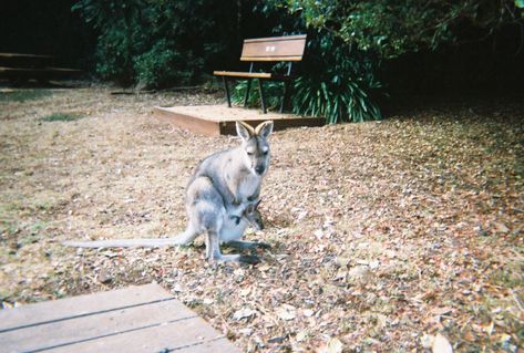 Australia Film Photography, Summer Aesthetic Australia, Australia Aesthetic Vintage, 90s Australia, Camera Aesthetic Vintage, Aesthetic Film Camera, Kangaroo And Joey, Film Camera Aesthetic, Photo Inspo Instagram