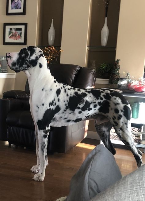 Now over 200 lbs 100% euro Harlequin and Blue Great Danes  @rykeranddiesel.thedanes Blue Merle Great Dane, Dog Breeding Kennels, Worlds Largest Dog, Merle Great Danes, Big Dogs Breeds, Biggest Dog In The World, Harlequin Great Danes, Biggest Dog, The Great Dane