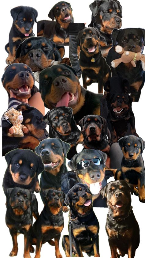 Rottweiler Wallpaper Aesthetic, Rotwiller Dogs Aesthetic, Rotweiler Pup Aesthetic, Cute Rottweiler Puppy Aesthetic, Two Rottweiler Aesthetic, Super Cute Dogs, Rottweiler Love, Rottweiler Puppies, Rottweiler Dog