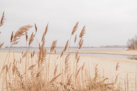 Pampas grass outdoor in light pastel colors. Dry reeds boho style Panoramic Wallpaper, Chic Frames, Sunset Wall Art, Styl Boho, Pampas Grass, Lovely Print, Image Photography, Canvas Poster, Pastel Colors