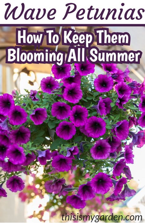 Petunias In Pots, Petunia Tattoo, Petunia Care, Wave Petunias, Petunia Plant, Petunia Flower, Summer Mantle, Container Gardening Flowers, Summer Plants