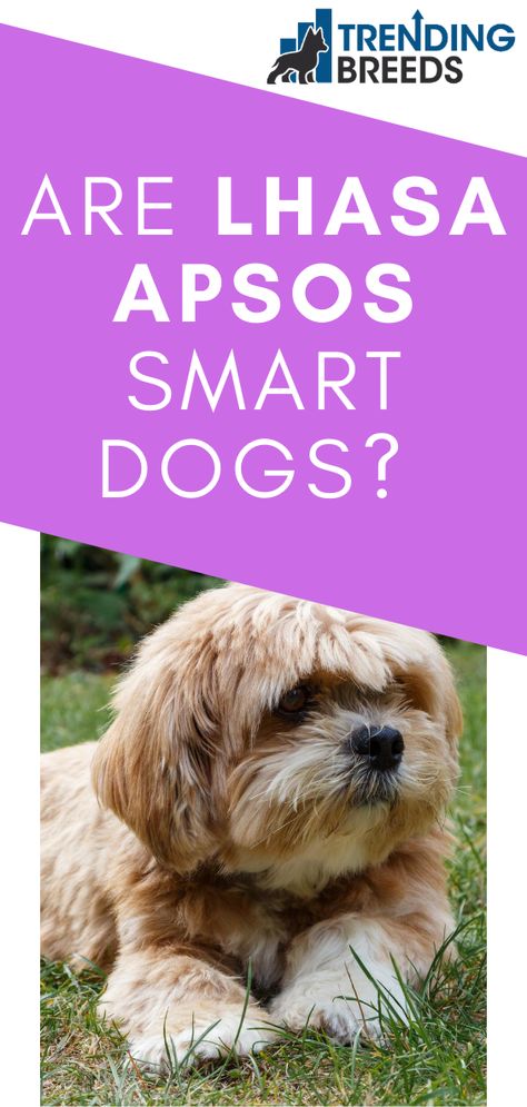 Lapso Apso Dogs, Laso Apso Dogs, Lhasa Apso Dogs, Llaso Apso, Lhasa Apso Grooming, Lhasa Apso Puppy, Type Of Dogs, Tibetan Dog, Lhasa Apso Puppies