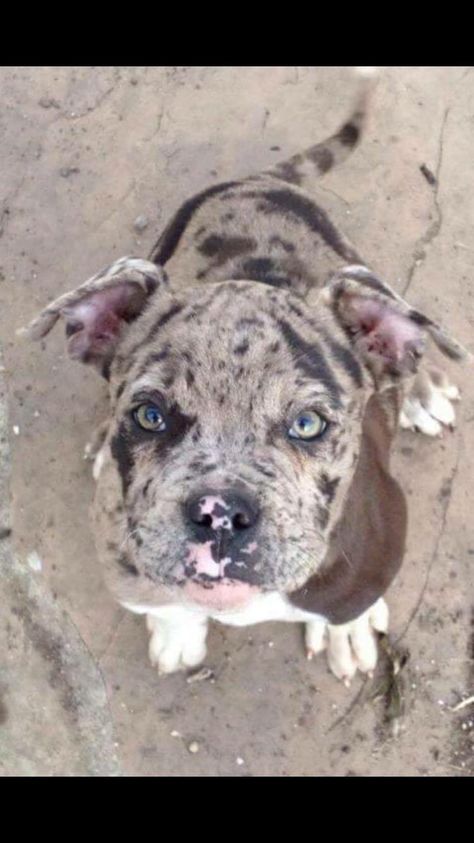 Bleu merle Staff Staffordshire Bull Terrier, Staffordshire Terrier, Bull Terrier, Puppies, Dogs, Animals, Quick Saves