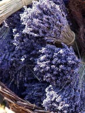 When growing your own lavender, make sure you choose Lavenders Blue Dilly Dilly, Lavender Cottage, Lavender Aesthetic, Lavender Garden, Lavender Plant, Lavender Farm, Lovely Lavender, French Lavender, Lavender Blue