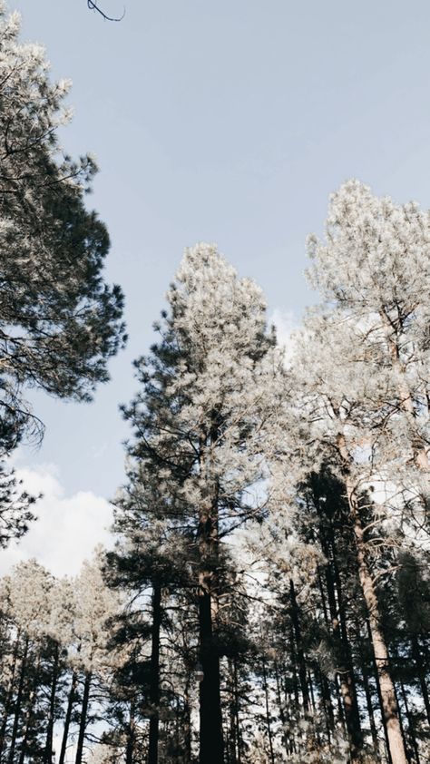 Pine trees and sky The Pines, Country Living, Arizona