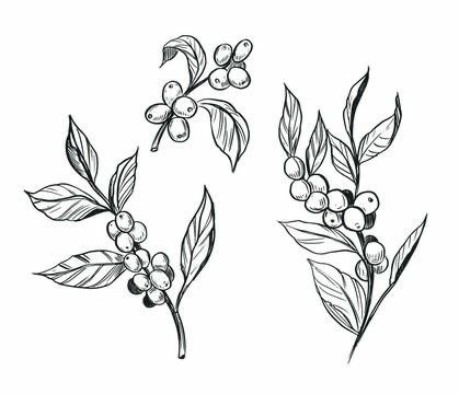 Coffee Bean Flower Tattoo, Coffee Berry Tattoo, Outdoor Theme Tattoo, Coffee Bean Plant Tattoo, Coffee Leaf Tattoo, Huckleberry Drawing, Coffee Branch Tattoo, Coffee Plant Drawing, Coffee Flower Tattoo