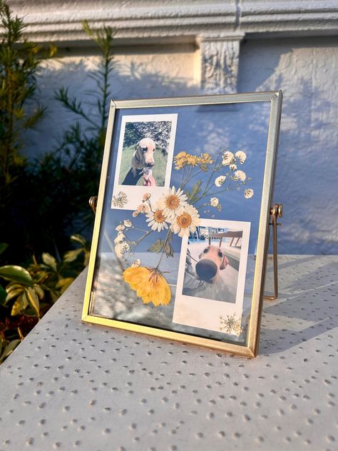 Custom/Personalized Polaroid Picture Display with Real Dried-Out Pressed Flowers. You email me the pictures you would like included in the display and I will print it into polaroid pictures. I add real flowers to surround the pictures so each display comes individualized and unique!! The display is made of two panels of glass in a bronze/gold-colored frame.   VERTICAL IMAGES WORK BEST. IMAGES MAY BE SLIGHTLY CROPPED TO FIT POLAROID DIMENSIONS Photos Gifts Ideas, How To Display Mini Polaroids, Stuff To Do With Dried Flowers, Polaroid Shadow Box Ideas, Cute Ways To Display Polaroids, Picture Hanging Ideas For Bedroom, Pressed Flower Frame With Picture, Pressed Dried Flowers Ideas, Diy Picture Gift Ideas