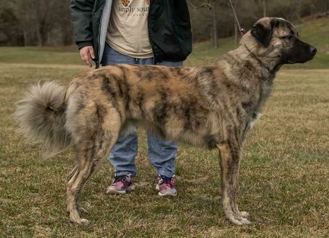 Breed ➡️ ANATOLIAN SHEPHERD DOG From @guardinghergalaxy 🇺🇸 🐶 Bumble 1 Years Old Brindle Anatolian Shepherd, Dog Therian, Unusual Dog Breeds, Pretty Puppies, Maremma Sheepdog, Farming Life, Livestock Guardian Dog, Every Dog Breed, Livestock Guardian