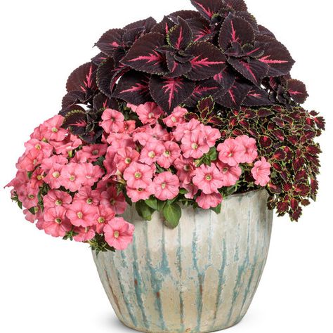 Guaranteed Success | Proven Winners Proven Winners Containers Recipes, Proven Winners Containers, Red Recipes, Heat Tolerant Plants, Flower Containers, Fall Containers, Crystal Springs, Dallas Arboretum, Border Plants