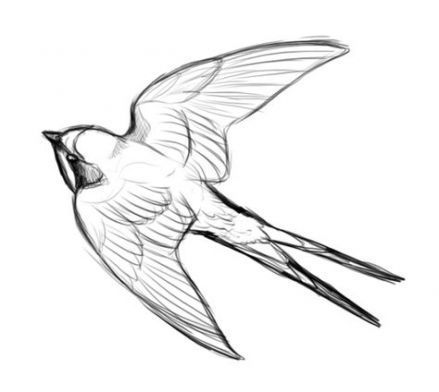 # #swallow Barn Swallow Drawing, Swallow Bird Drawing, Swallow Bird Tattoo, Sparrow Drawing, Swallow Tattoo Design, Swallow Bird Tattoos, Swift Bird, Vogel Tattoo, Swallow Tattoo