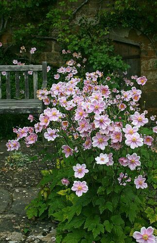 Anemone Anemone Hupehensis, Tanaman Tomat, Funny Vine, Long Blooming Perennials, Japanese Garden Design, Cottage Garden Design, Castle Garden, Have Inspiration, Pink Garden