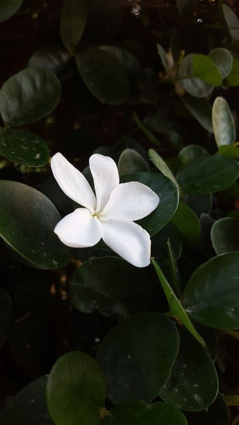 #flowers #floral #jasmine #flowergardening White Jasmine Flower, Wilted Rose, Pink Jasmine, Jasmine Plant, Scribble Art, Boquette Flowers, Plant Images, Jasmine Flower, Fragrant Flowers