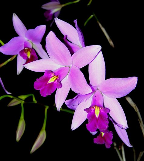 Laelia anceps 'Hoang' - Flickr - Photo Sharing! Laelia Orchid, Orchid Propagation, Unusual Orchids, Flower Orchid, Flower Gallery, Beautiful Orchids, Rare Flowers, Beautiful Rose Flowers, Exotic Plants