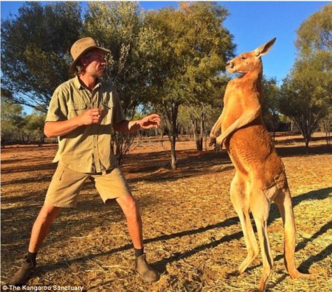 'His daily exercise regime is sparring [kickboxing] his rivals and chasing his human 'Mum', me,' Brolga (left) told Daily Mail Australia Kangaroo Aesthetic, Human With Animal, Buff Kangaroo, Red Kangaroo, Australia Kangaroo, Human And Animal, Bird People, Canberra Australia, Daily Exercise