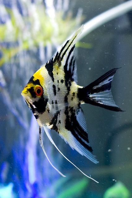 Marble Angelfish (pterophyllum scalare) PEZ ANGEL SCALAR DIVINO PERO MUY DELICADO PARA COMPAÑERO DE OTROS PECES Ikan Air Tawar, Tropical Fish Aquarium, Tropical Freshwater Fish, Fauna Marina, Salt Water Fish, Freshwater Aquarium Fish, Cool Fish, Beautiful Sea Creatures, Water Animals