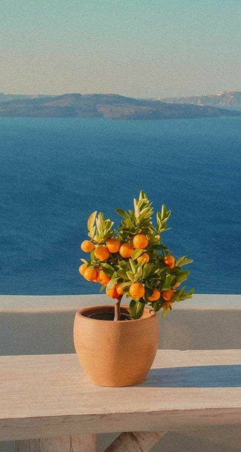 Ocean View Aesthetic, Aesthetic Blue Sky, Santorini Photography, Mediterranean Aesthetic, Tattoo Plant, Greece Trip, Citrus Trees, Yellow Aesthetic, Best Photo