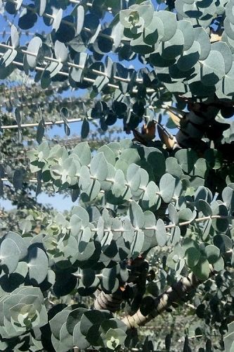 The Most Cold Hardy Eucalyptus Tree Varieties For Growing Outdoors | Wilson Bros Gardens Planting Eucalyptus Outside, Eucalyptus Plant Indoor, Eucalyptus Pulverulenta, Coral Bark Japanese Maple, Gardening For Dummies, Eucalyptus Trees, Landscape Plants, Tree Species, Eucalyptus Tree