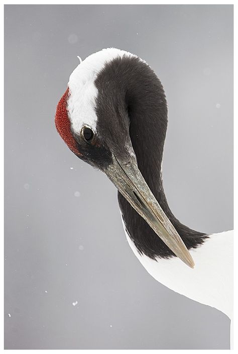 Edwin Kats photography Japanese Crane, Japanese Watercolor, Crane Bird, Nature Art Painting, Birds Tattoo, Bird Photography, Amazing Bathrooms, Ink Art, Pretty Art