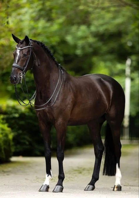 Black Thoroughbred Horse, Black Bay Horse, Horse Thoroughbred, Bay Horses, Dutch Warmblood, Horse Coat Colors, Warmblood Horses, Pony Breeds, Horse Coats