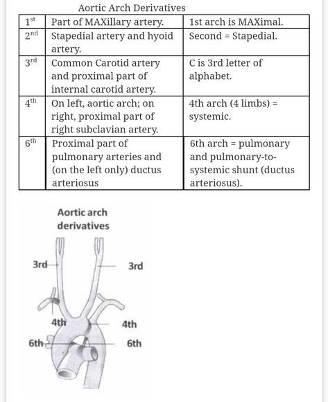 Aortic Arch derivatives  ... Aortic Arch, Arch Types, Internal Carotid Artery, Carotid Artery, Medical School, Anatomy, Medicine, Arch, Medical