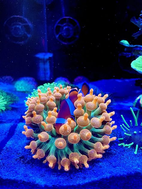 Saltwater Aquascape, Reef Tank Design, Coral Reef Tank, Salt Water Aquarium, Reef Tank Aquascaping, Nano Reef Tank, Coral Fish Tank, Coral Aquarium, Public Aquarium