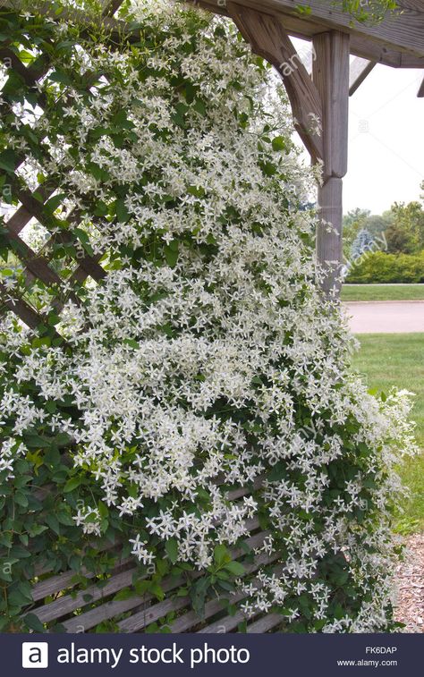 Download this stock image: Clematis paniculata - FK6DAP from Alamy's library of millions of high resolution stock photos, illustrations and vectors. Clematis Virginiana, Clematis Paniculata, Old Chatham, Clematis Armandii, Front Landscaping, Clematis, Creepers, Garden Arch, Planting Flowers