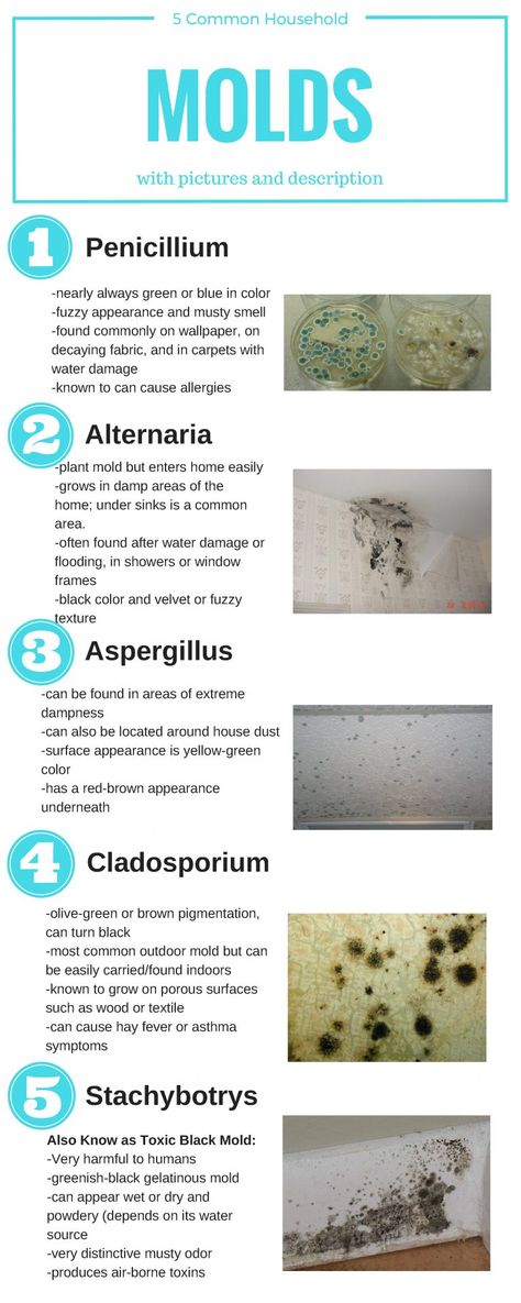 How to Identify 5 Common Types of Mold in Your Household Bathroom Mold, Mold Exposure, Toxic Mold, Mold In Bathroom, Mold Remediation, Types Of Mold, Mold Remover, In Bathroom, Restoration Services