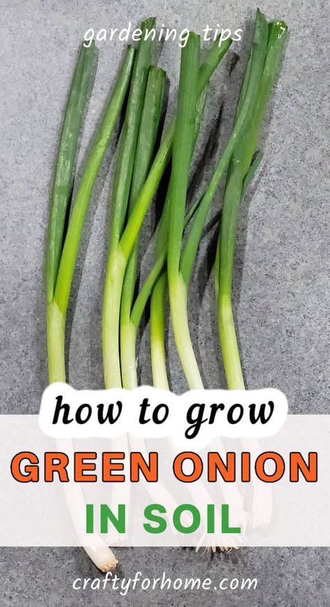 Growing Green Onion In Containers: Easy Kitchen Garden | Crafty For Home Planting Green Onions, Regrow Green Onions, Onion Garden, Green Onions Growing, Growing Onions, Kitchen Scraps, Planting Onions, Growing Garlic, Vegetable Garden For Beginners