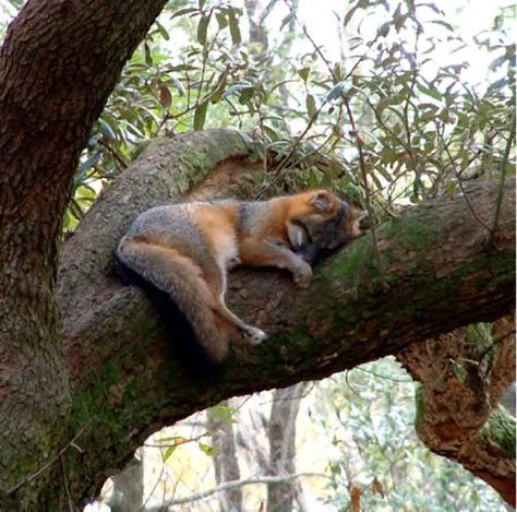 Grey fox in a tree. Fantastic Fox, Fabulous Fox, Fox Crafts, Animal Spirit Guides, Foxes Photography, Fox Illustration, Grey Fox, Pet Fox, Fox Art