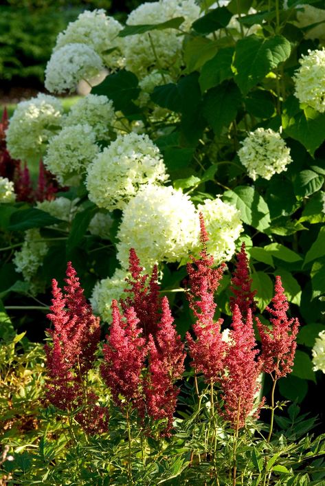 annabelle-hydrangea-red-astilbe-8ef13c40 Red Astilbe, Annabelle Hydrangea, Hardy Hibiscus, Best Perennials, Perennial Border, Fragrant Plant, Garden Shrubs, Summer Plants, Flower Spike