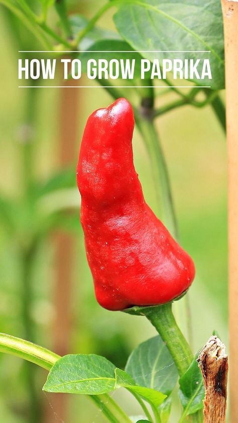 Learn to grow Paprika peppers with this how to guide. You can start growing paprikas this spring! Paprika Peppers, Paprika Pepper, Growing Peppers, Indoor Vegetables, Growing Tomatoes In Containers, Indoor Vegetable Gardening, Growing Veggies, Organic Vegetable Garden, Tomato Garden