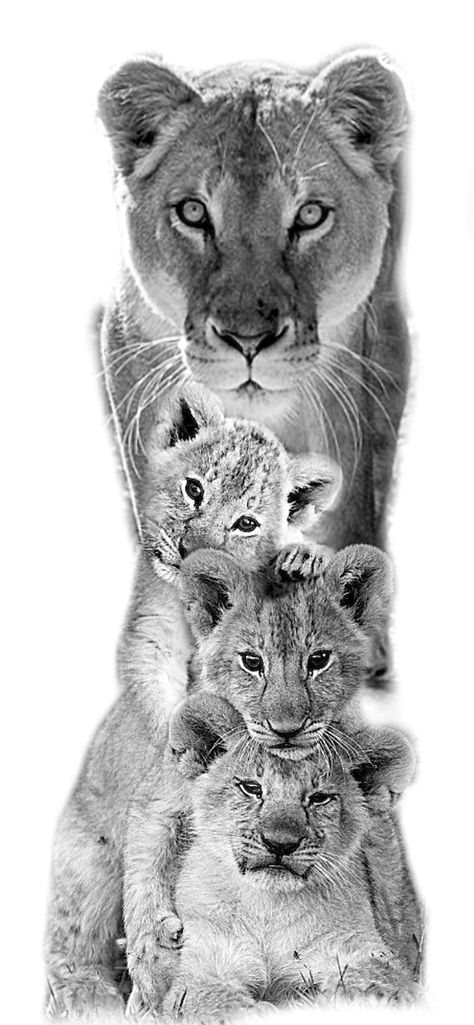 ADVERTISEMENT Lion With 3 Cubs Tattoo, 3 Cubs Tattoo, Cubs Tattoo, Tattoo Lion, Lioness Tattoo, Lion Cub, Mom Tattoos, Lion Tattoo, Lion