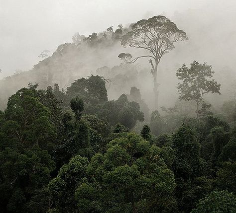 wallpaper Borneo | Ketty Schott | Flickr Borneo Malaysia, Wind Sea, Earth Wind, Light Study, Pretty Backgrounds, Photo Composition, Promised Land, Natural Design, Rain Forest