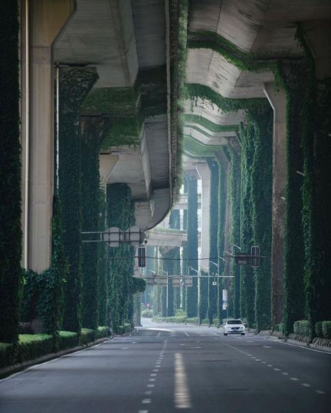 Hi China Travel | Underneath the elevated bridges in Nanjing hides a summer forest 🌳so enchantingly beautiful! 🥰🥰 . 📸: credit to 小红书 @羊羊 . ♡ PM us or add… | Instagram Nanjing China, Summer Forest, Perfect View, Nanjing, Book Art Diy, China Travel, Travel Book, Art Diy, Book Art