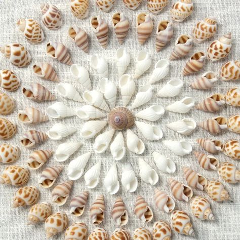 Highland Dunes Maurine Seashell Flower Circles Shadow Box Wall Décor | Wayfair Displaying Shells, Seashell People, Seashell Shadow Boxes, Diy Tableau, Seashell Artwork, Seashell Display, Seashell Art Diy, Shell Artwork, Shadow Box Wall