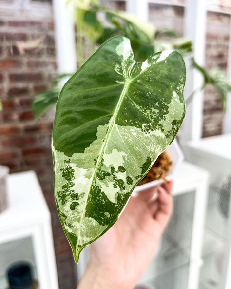 Variegated Alocasia, Alocasia Frydek, Kentia Palm, Alocasia Plant, Elephant Ear Plant, Variegated Plants, Elephant Ears, Decorative Pots, Large Plants