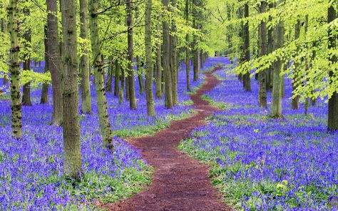 Path winding through bluebell wood, Hertfordshire, England, U.K. | by leeway0101 Hertfordshire England, Blue Bell Flowers, Wild Nature, Microsoft Windows, Photo Instagram, 5d Diamond Painting, Nature Wallpaper, Windows 10, Diamond Painting