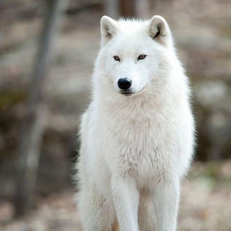 Arctic Wolf White Wolf Dog, Wolf Images, Arctic Wolf, Wolf Pup, Wolf Photos, Wolf Spirit Animal, Timber Wolf, Wolf Wallpaper, Wolf Love