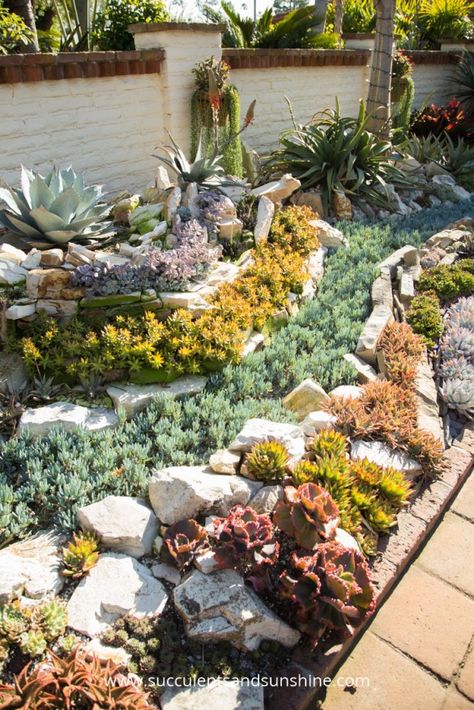 Garden With Rocks, Succulent Rock Garden, Succulent Garden Landscape, Garden Succulents, Succulent Landscape Design, Succulent Landscaping, Succulent Garden Design, Dry Garden, Succulent Garden Diy