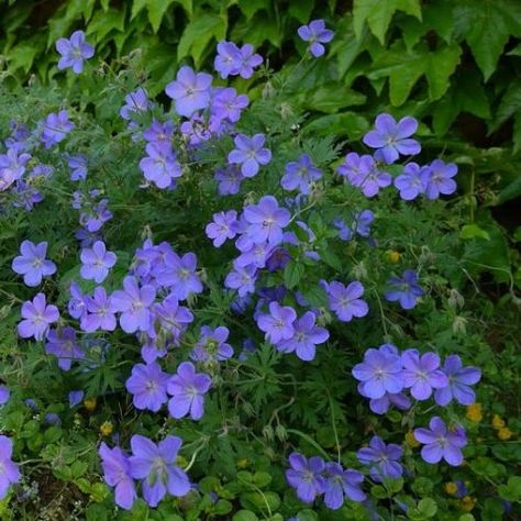 Geranium Johnson Blue, Geranium 'johnson's Blue', Blue Flower Names, Deck Bed, Flowers For The Garden, Blue Geranium, Beautiful Blue Flowers, Virginia Bluebells, Florida Plants