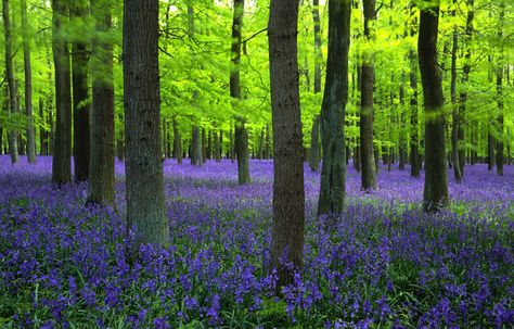 vibrancy and lushness Blue Bell Woods, English Bluebells, Bluebell Woods, Wild Bluebell, Happy Stuff, Blue Bell, In The Woods, Nature Beauty, Beautiful Landscapes