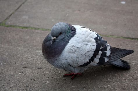 My pigeon Fluffy Pigeon, Sleeping Pigeon, Pigeon Sculpture, Fat Pigeon, Pigeon Sitting, Feral Pigeon, Fat Animals, Cute Pigeon, Pigeon Pictures