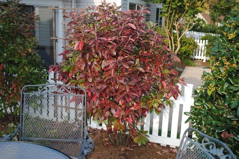 Photo of Possumhaw Viburnum (Viburnum nudum 'Winterthur') uploaded by ILPARW Viburnum Nudum, Wild Gardening, Native Plant Landscape, Garden Plot, Garden Plots, Bee Garden, Garden Shrubs, Red Fall, Winterthur