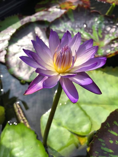 Purple Water Lily, Purple Water, Butterflies Art, Beautiful Butterflies Art, Beautiful Flowers Pictures, Aquatic Plants, Butterfly Art, Water Lily, Water Lilies