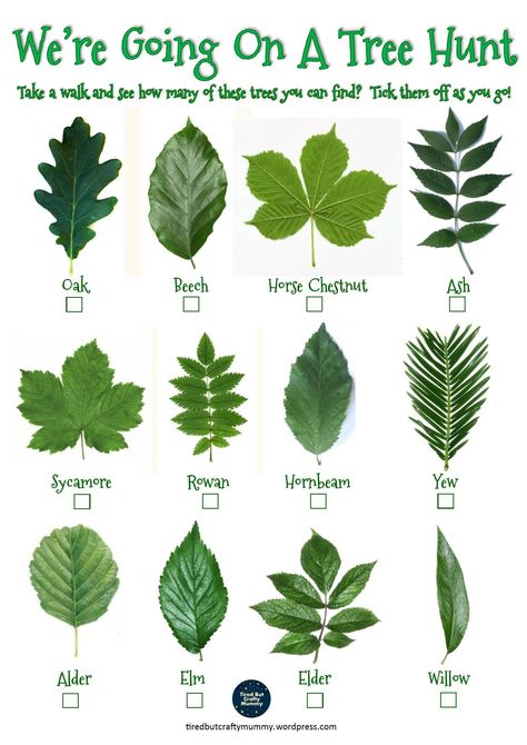 Tree Leaf Identification Free Printable, Parts Of A Tree Craft, Tree Leaf Identification, Parts Of A Tree, Tree Hunt, Leaf Identification, Easter Scavenger Hunt, Forest School Activities, Tree Id