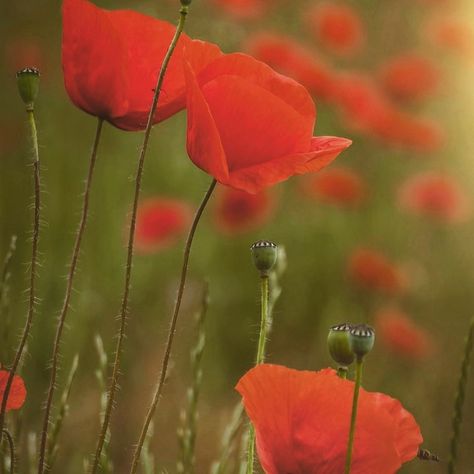 C'est l'une de mes fleurs préférées - Le Coquelicot - J'en ai croisé aujourd'hui en #hollande ... Le rouge est généralement associé à la fierté, au désir de rédemption et à la simplicité. Il devient donc un symbole de consolation et d'encouragement. Et vous, avez-vous une fleur favorite ? #été #coquelicot #pvgraphe #fleur #rouge #unautreregard Encouragement, On Instagram, Instagram